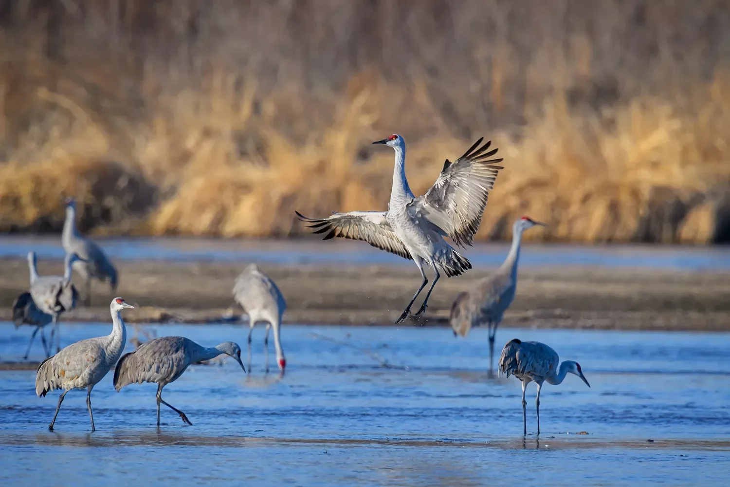 Sandhill cranes on the Platte River near Kearney, Nebraska.Diana Robinson Photography / Getty Images