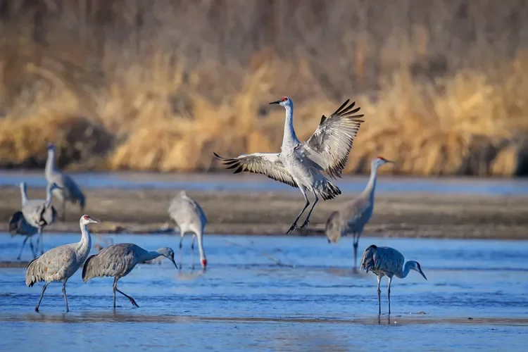 A Sandhill Crane jumps up from a sandbar on the Platte River near Kearney, Nebraska
