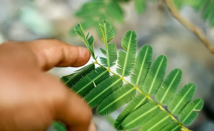 How Plants Sense and Respond to the World Around Them