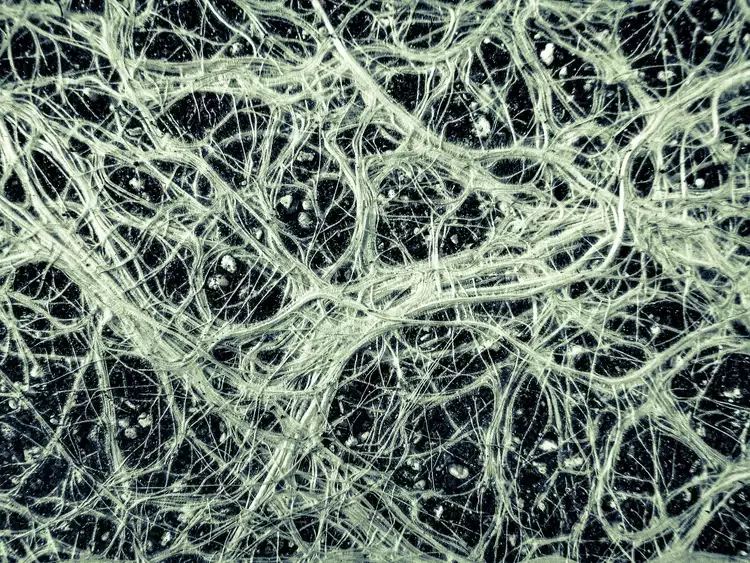 The fine roots of a vascular plant look like a neural network.