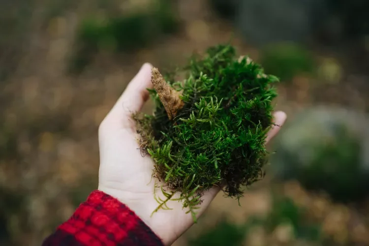 How Wetlands and Natural Systems Purify the Water We Depend On