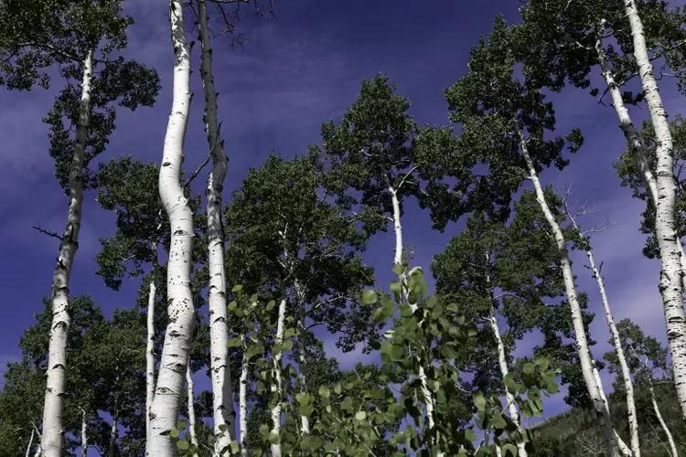 Aspen Trees in the Pando Clone near Fishlake Utah