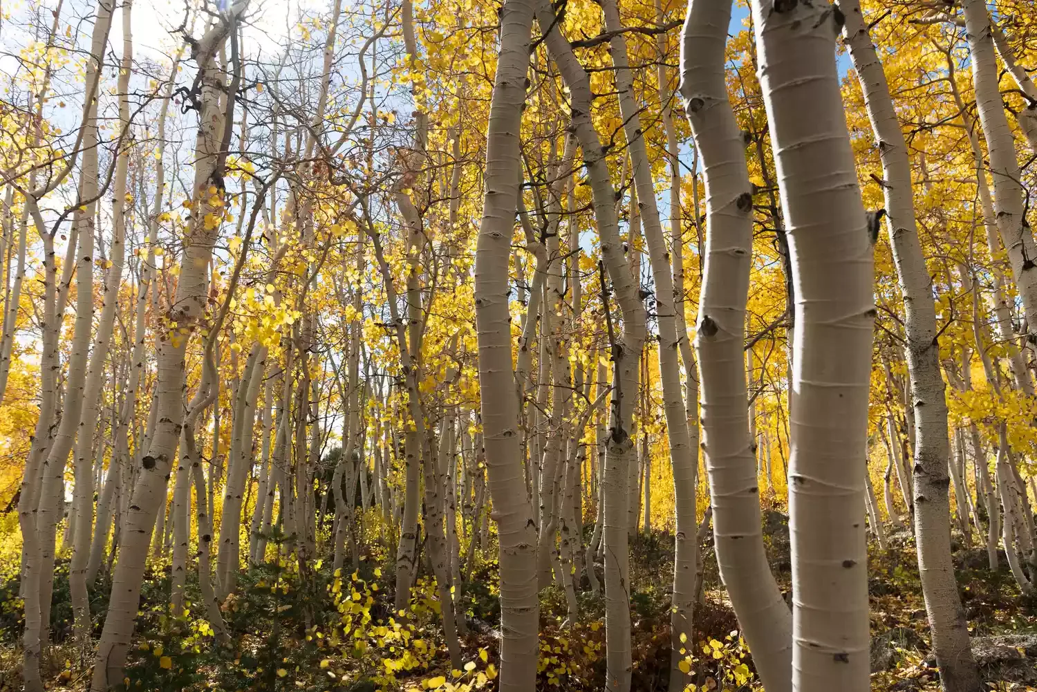 Pando in its fall colors.Iamraffnovais / Getty Images