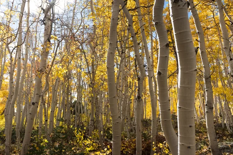 Aspen grove, Pando tree, fall season.