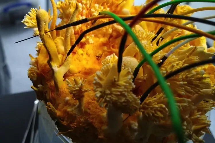 Yellow colored caterpillar fungi being analyzed