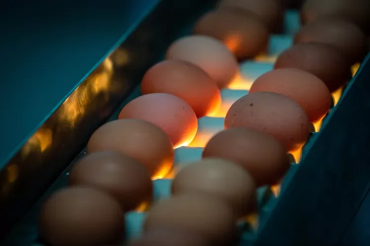 eggs on a conveyor belt