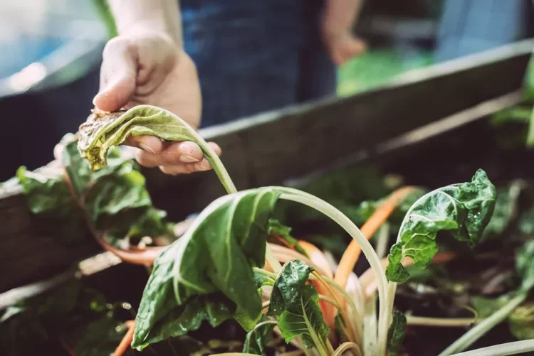 Hand holding wilted vegetables in own garden.