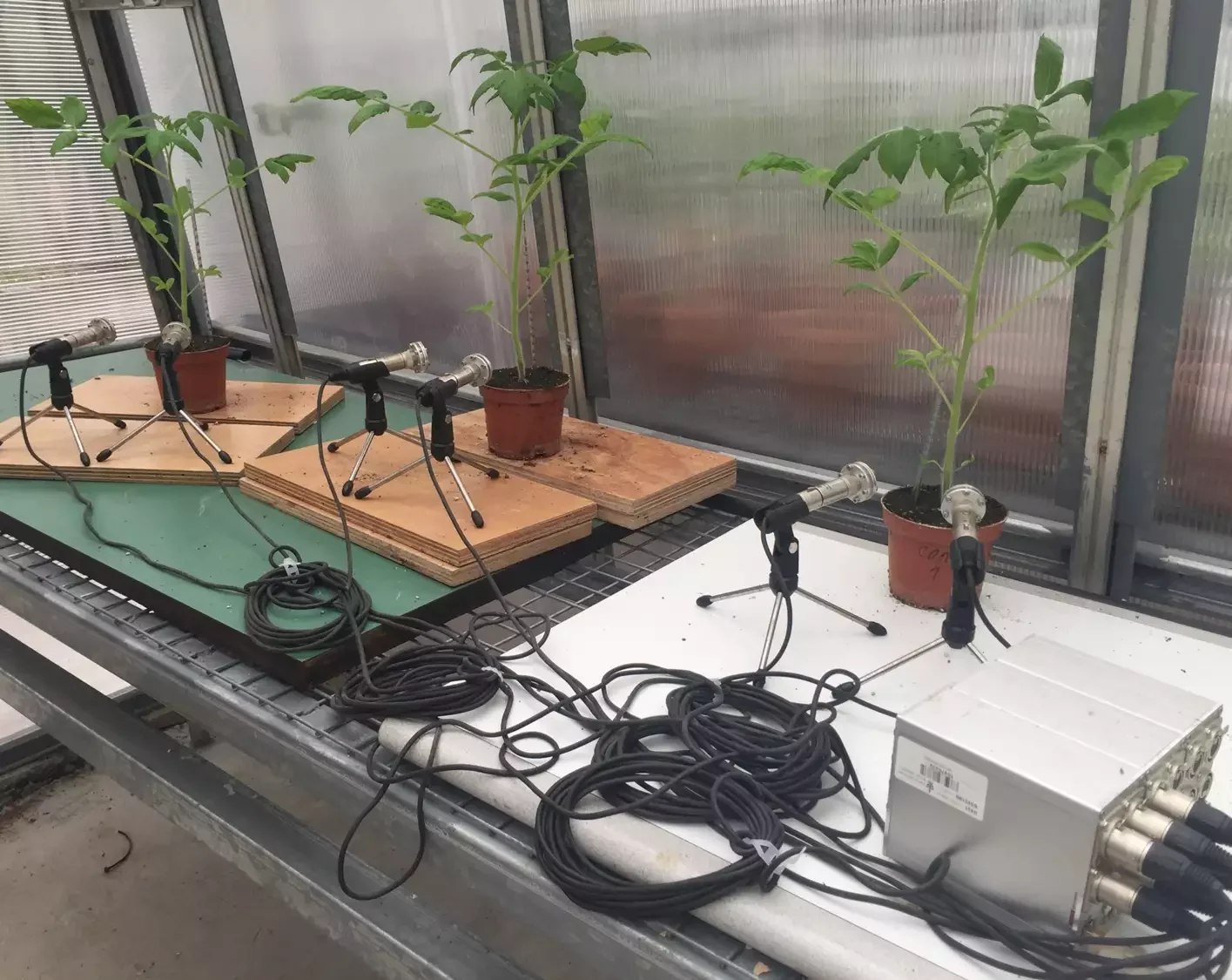 Three tomato plants whose sounds are being recorded in a greenhouse.Ohad Lewin-Epstein