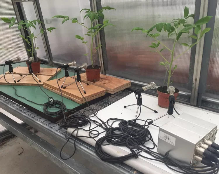 Three tomato plants whose sounds are being recorded in a greenhouse
