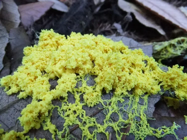 The Surprising Problem-Solving Power of Forest Floor Decomposers