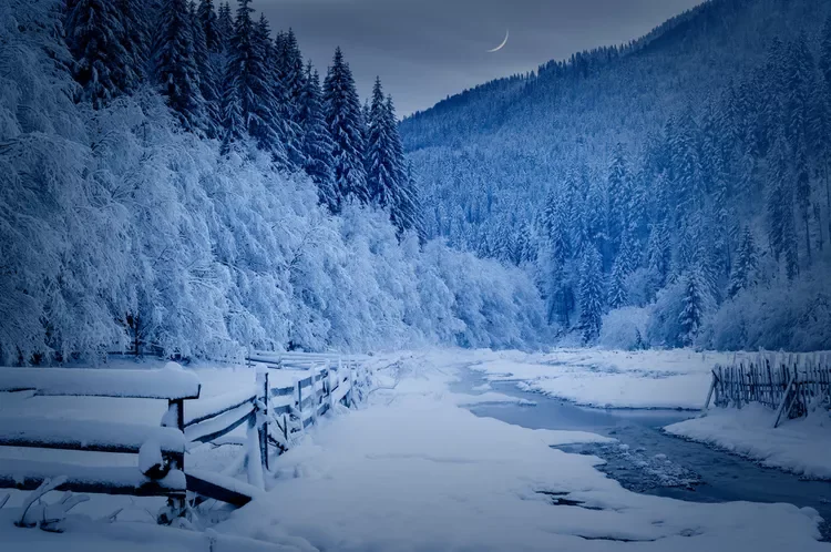 How Plants and Animals Survive the Brutal Cold of January