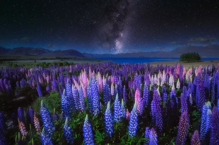The Milky Way and lupins field near the Church of the Good Shepherd near Lake Tekapo, on New Zealand's South Island.