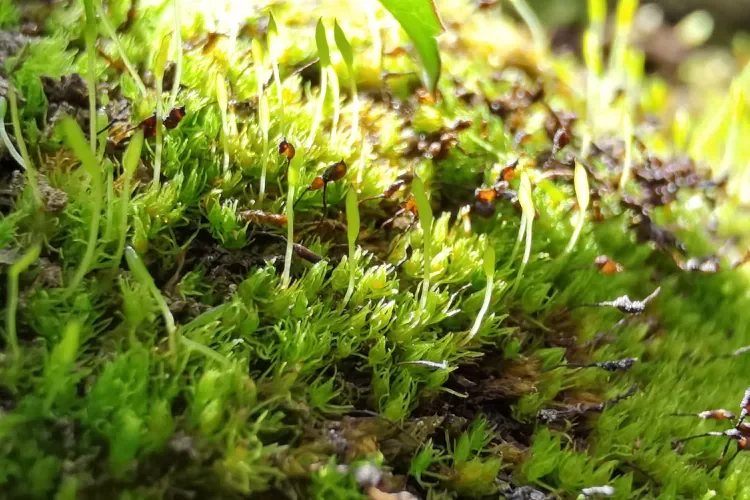 Close-up photo of moss